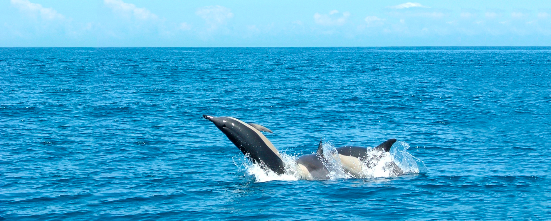 observation-des-dauphins-excursion-en-bateau-lisbonne