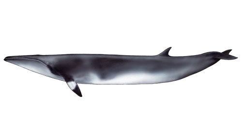 Ilustração de Baleia-anã