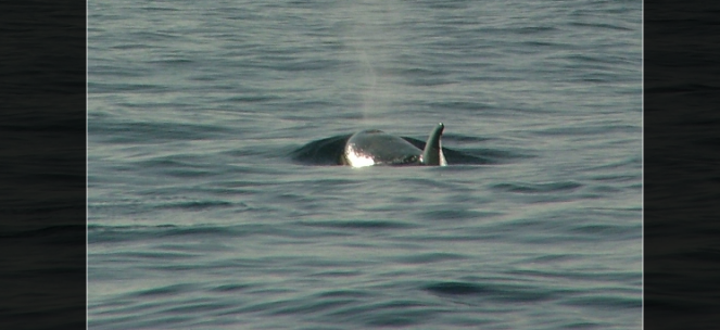 killer-whale-orca-dolphin-watching-lisbon