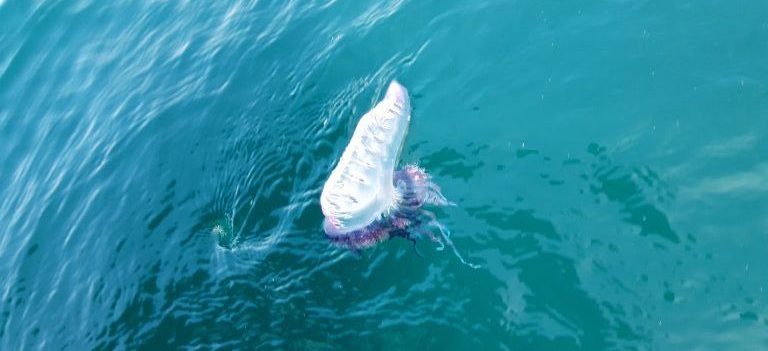 Portuguese man-o-war jellyfish floating