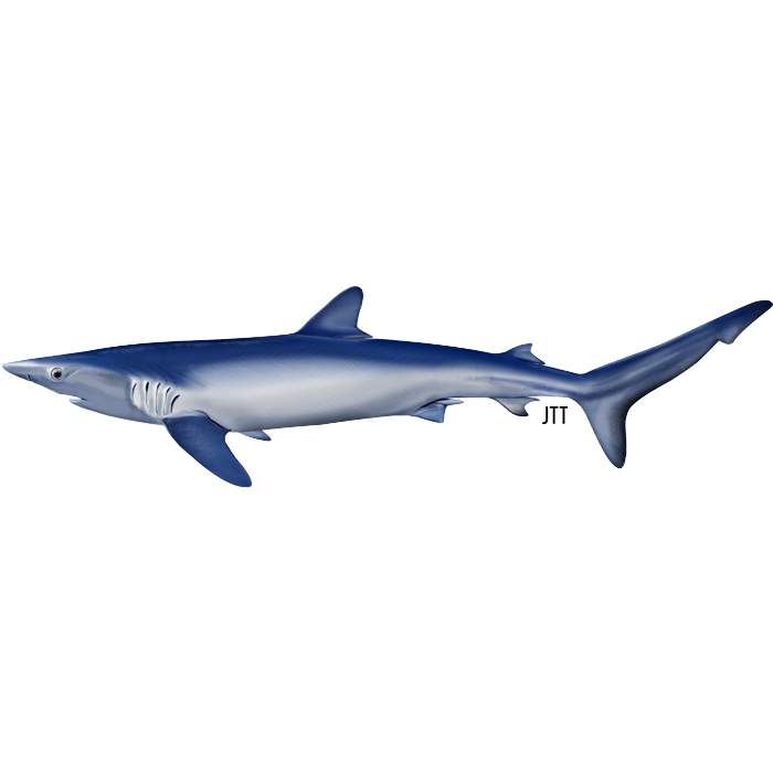 Sometimes blue-sharks are spotted at the surface