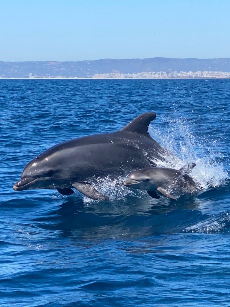 Bottlenose dolphins jumping