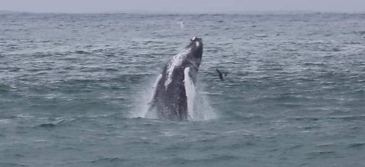 humpback-whale-jumping-cascais