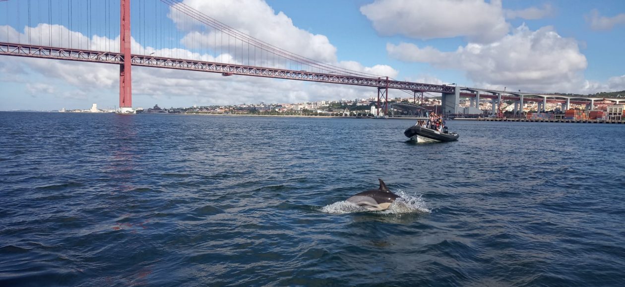 Common-dolphins-SeaEO-Boat-Tour-Dolphin-Watching-Lisbon