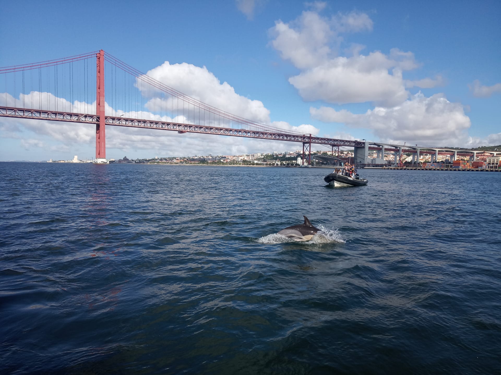 Common-dolphins-SeaEO-Boat-Tour-Dolphin-Watching-Lisbon