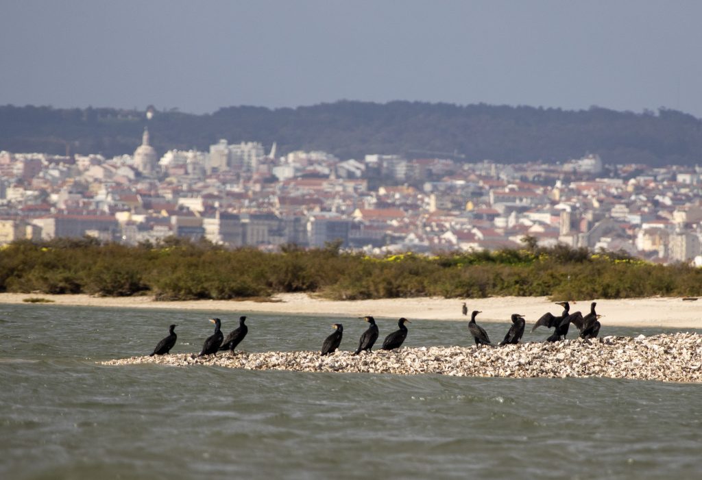 Corvos-marinhos com a cidade de Lisboa ao fundo num passeio de Observação de Aves no Estuário do Tejo.