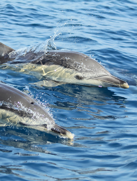 observation de dauphins