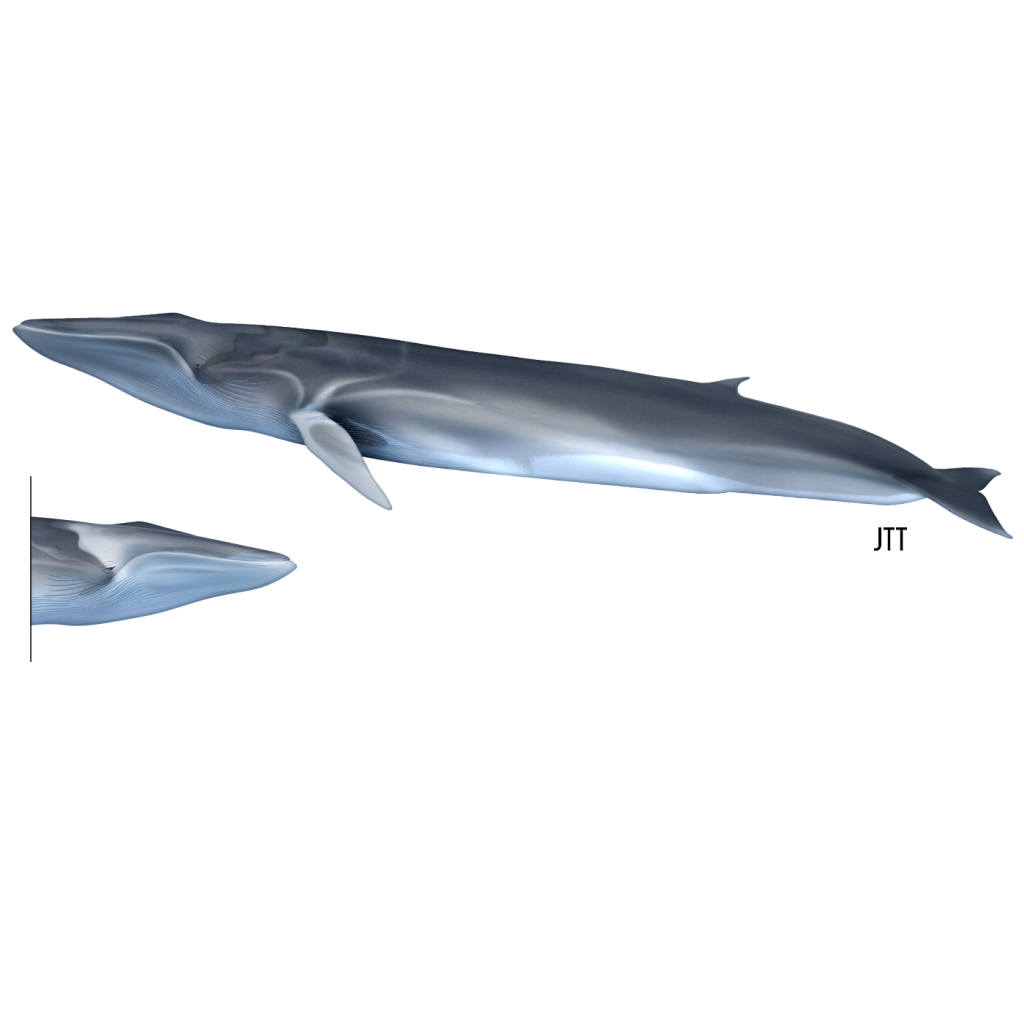 Baleia-comum