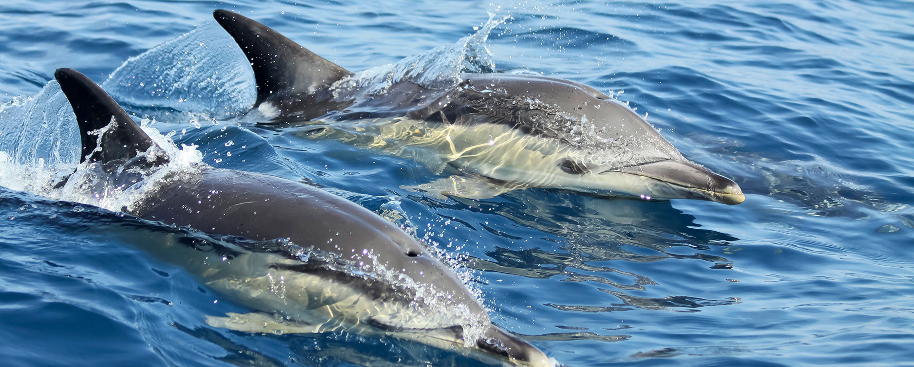 Dolphin Watching Tour in Lisbon